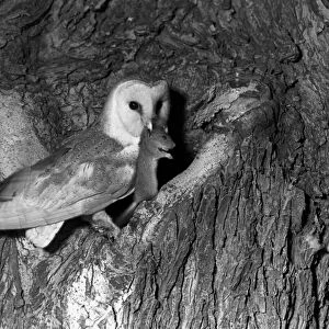 Barn owl taken with a flash bulb 1936. Eyke Suffolk by Eric Hosking