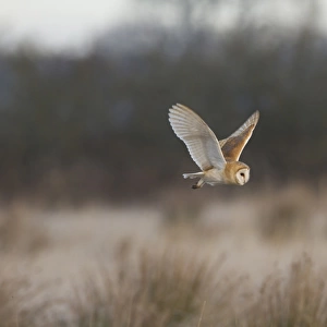 Barn Owl (Tyto alba) adult, in flight, hunting over rough grassland, Pilling Moss, The Fylde, Lancashire, England