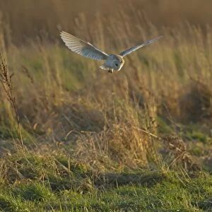 Barn Owl (Tyto alba) adult, in flight, hunting during daylight, Norfolk, England, february