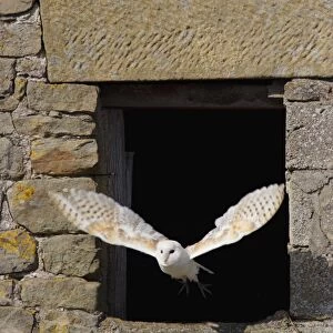Barn Owl (Tyto alba) adult, in flight through barn window, North Yorkshire, England, august (captive)