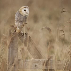 Barn Owl (Tyto alba) adult, perched on gate in reedbed, Lincolnshire, England, March