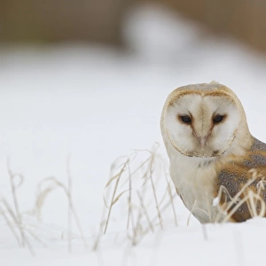 Barn Owl (Tyto alba) adult, standing on snow covered ground, Suffolk, England, March (captive)