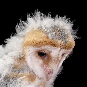Barn Owl (Tyto alba) chick, close-up of head, England, July (captive)