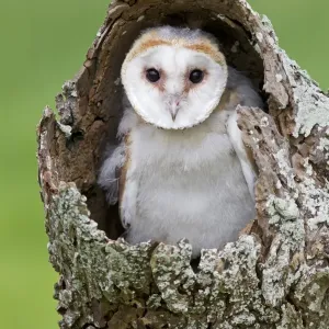 Barn Owl Chick Print Barn Owl Chick Print