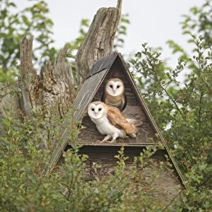 Barn Owl (Tyto alba) two chicks, perched at entrance to nestbox, Suffolk, England, July