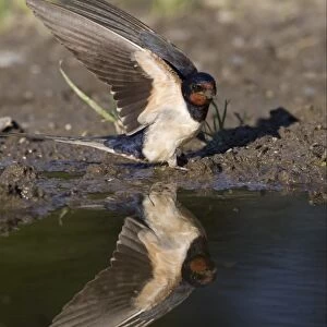 Barn Swallow (Hirundo rustica) adult, with wings raised, collecting mud at edge of pond for nesting material, Bulgaria, may