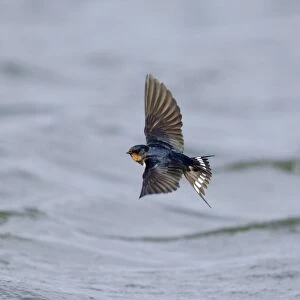 Barn Swallow (Hirundo rustica) adult, in flight over water, Northumberland, England, spring
