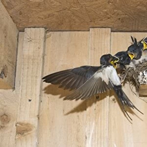 Barn Swallow (Hirundo rustica) adult, feeding young, begging for food, sitting in nest, Cley, Norfolk, England, september