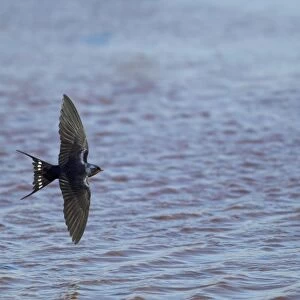 Barn Swallow (Hirundo rustica) adult, in flight over water, Guernsey, Channel Islands, May