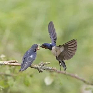 Barn Swallow (Hirundo rustica) adult, in flight, feeding fledged young, begging for food on twig, Suffolk, England