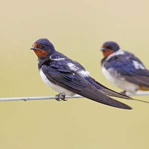 Barn Swallow (Hirundo rustica) two adults, perched on wire fence prior to migration, Norfolk, England, August
