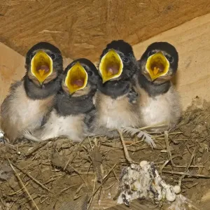 Barn Swallow (Hirundo rustica) four chicks, begging, nesting in shed, Norfolk, England Barn Swallow (Hirundo rustica) four chicks, begging, nesting in shed, Norfolk, England