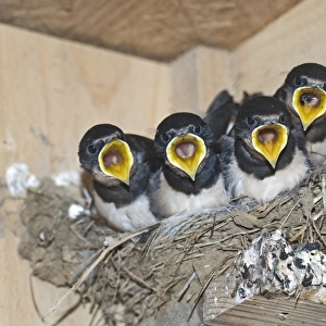 Barn Swallow (Hirundo rustica) young, begging for food, sitting in nest, Cley, Norfolk, England, september