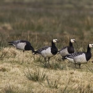 Barnacle geese feeding on moorland grass, Isle of Islay, Scotland
