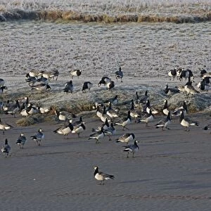 Barnacle Goose (Branta leucopsis) flock, standing on mud and frost covered grass at edge of tidal river, Dumfries, Scotland, march