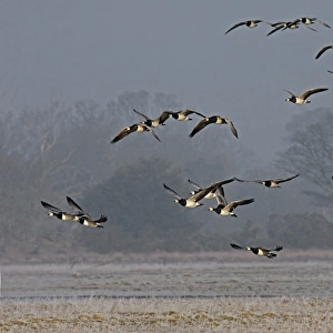 Barnacle Goose (Branta leucopsis) flock, in flight, landing on frosty feeding ground, Dumfries, Scotland, march