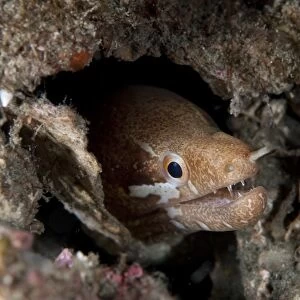 Barred-fin Moray Eel (Gymnothorax zonipectus) adult, close-up of head, sheltering in crevice, Lembeh Island, Sulawesi