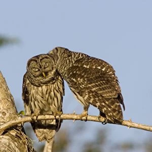 Barred Owl; Strix varia;