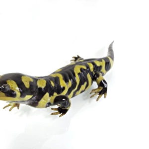 Barred Tiger Salamander (Ambystoma mavortium) adult