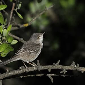 Barred Warbler (Sylvia nisoria) adult male, summer plumage, perched on twig, Lemnos, Greece, May