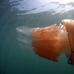 Barrel Jellyfish (Rhizostoma pulmo) adult, swimming near surface, Kimmeridge Bay, Isle of Purbeck, Dorset, England, May