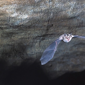 BatHorseshoe Greater (Rhinolophus ferrum-equipum) Flying in cave