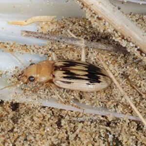 Beachcomber Beetle (Nebria complanata) adult, under strandline debris on beach, Gower Peninsula, Glamorgan, Wales