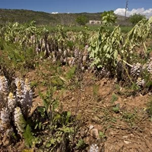 Bean Broomrape (Orobanche crenata) flowering, heavy infestation destroying broad bean crop, Chios, Greece, April