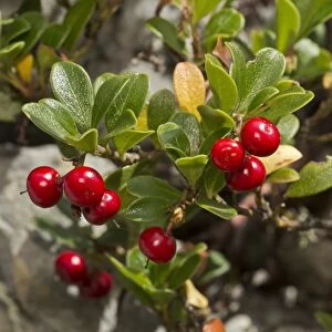 Bearberry (Arctostaphylos uva-ursi) in fruit, French Alps, France, August