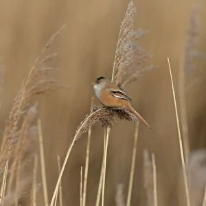 Bearded Tit (Panurus biarmicus) adult female, feeding on reed seeds in reedbed, Norfolk, England, March