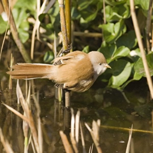 Bearded Tit (Panurus biarmicus) adult female, perched on reed stem in reedbed, Norfolk, England, april