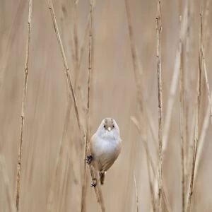 Bearded Tit (Panurus biarmicus) adult female, perched on reed stems in reedbed, Minsmere RSPB Reserve, Suffolk, England, april