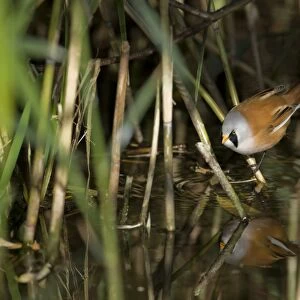 Bearded Tit (Panurus biarmicus) adult male, drinking, perched on reed stem in reedbed, Norfolk, England, october