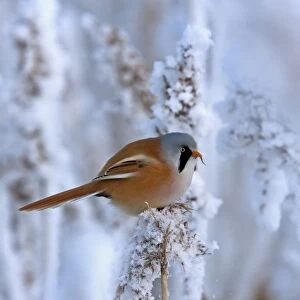 Bearded Tit (Panurus biarmicus) adult male, feeding, perched on snow covered reed, Finland, february