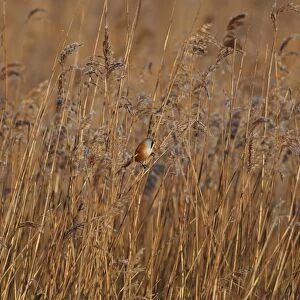 Bearded Tit (Panurus biarmicus) adult male, perched on reed stem in reedbed habitat, Norfolk, England, january