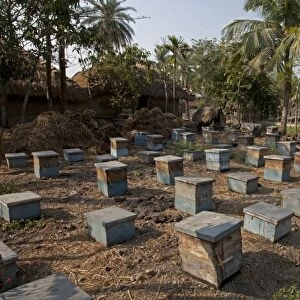 Bee keeping, Asian Honey Bee (Apis cerana) hives, Sundarbans, Ganges Delta, West Bengal, India, March