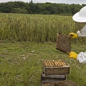Bee keeping, beekeeper inspecting Western Honey Bees (Apis mellifera) on frame from hive, Norfolk, England, july