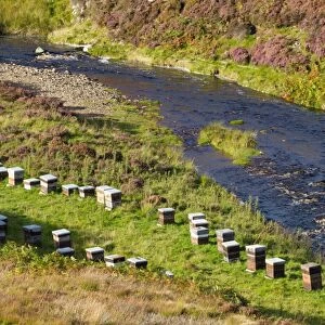 Bee keeping, Western Honey Bee (Apis mellifera) hives amongst heather at edge of river, Lammermuir Hills