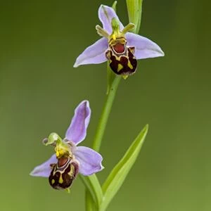 Bee Orchid (Ophrys apifera) close-up of flowers, growing on chalk grassland, North Downs, Kent, England, June