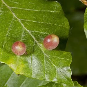 Beech Gallwasp (Mikiola fagi) galls, on Common Beech (Fagus sylvatica) leaf, France, August