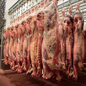 Beef carcases hanging in abattoir, Yorkshire, England, February