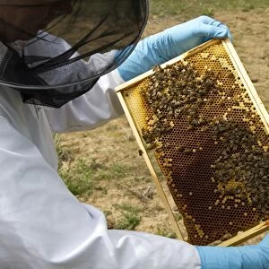 Beekeeper inspecting brood frame which shows Worker honey bees tending larva cells