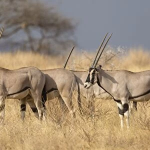Beisa Oryx (Oryx beisa) four adults, standing in dry savannah, Samburu National Reserve, Kenya, August
