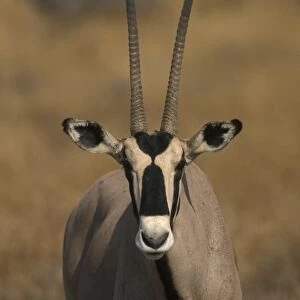 Beisa Oryx (Oryx gazella beisa) Head