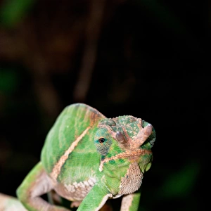 Belted Chameleon (Furcifer balteatus) adult male, walking along branch, Ranomafana N. P. Madagascar, October