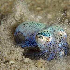 Berrys Bobtail Squid (Euprymna berryi) adult, burying in sand, Padar Island, Komodo N. P