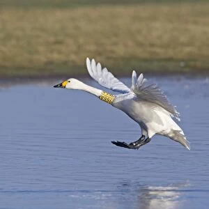 Bewick's Swan (Cygnus bewickii) adult, with identification neck band, in flight, landing on water, Slimbridge, Gloucestershire, England, february