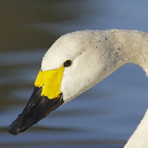 Bewick's Swan (Cygnus bewickii) adult, close-up of head and neck, Slimbridge W. W. T. Gloucestershire, England, winter