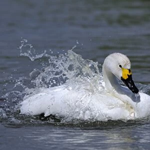 Bewick's Swan (Cygnus bewickii) adult, bathing, Slimbridge, Gloucestershire, England