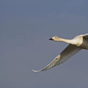 Bewick's Swan (Cygnus bewickii) juvenile, in flight, Slimbridge, Gloucestershire, England, december